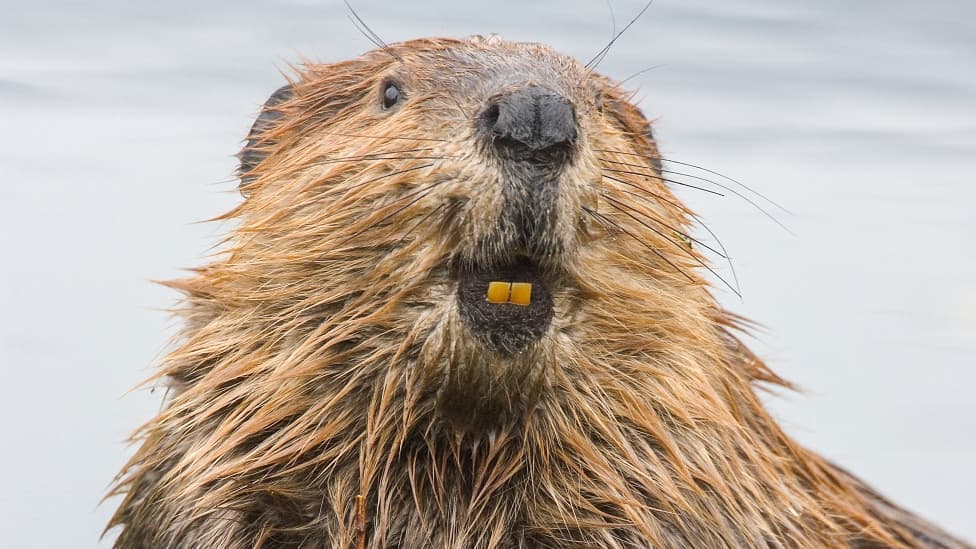 Beaver - Building fixes while you sleep